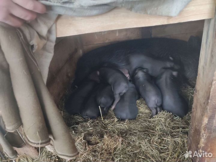 Вьетнамские вислобрюхие поросята