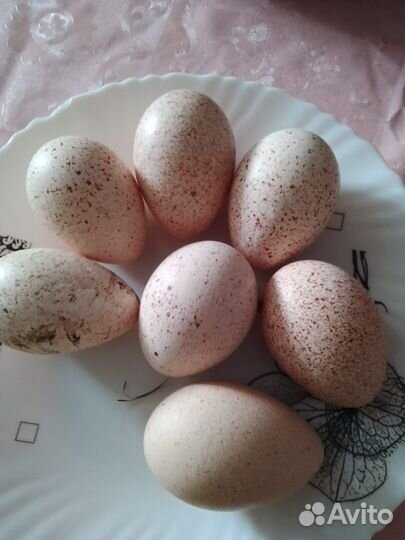 Индюки индюшата