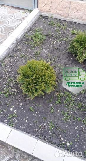 Туя Голден Глоб