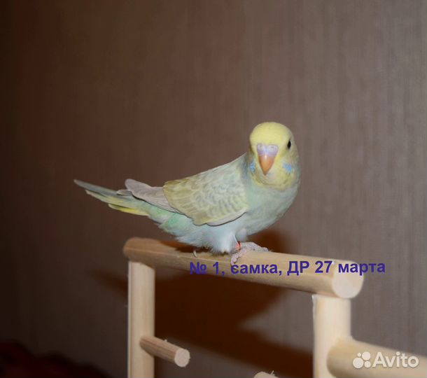 Птенцы самки волнистых попугаев красивых окрасов