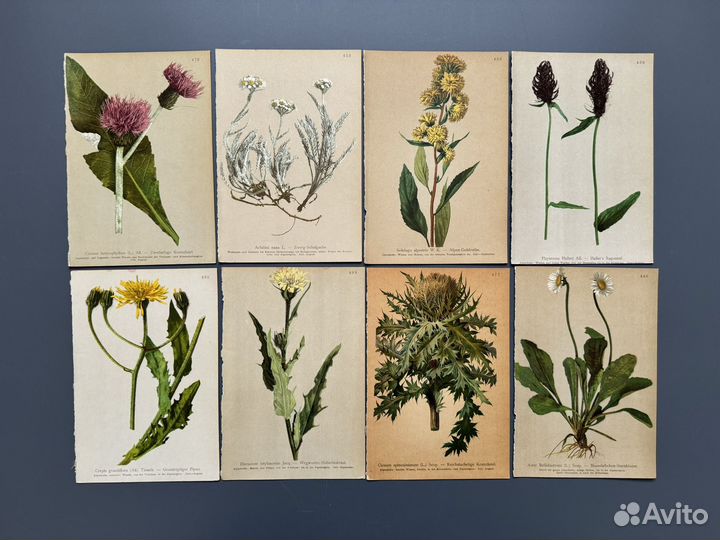 Винтажные иллюстрации. Цветы. Ботаника. Германия