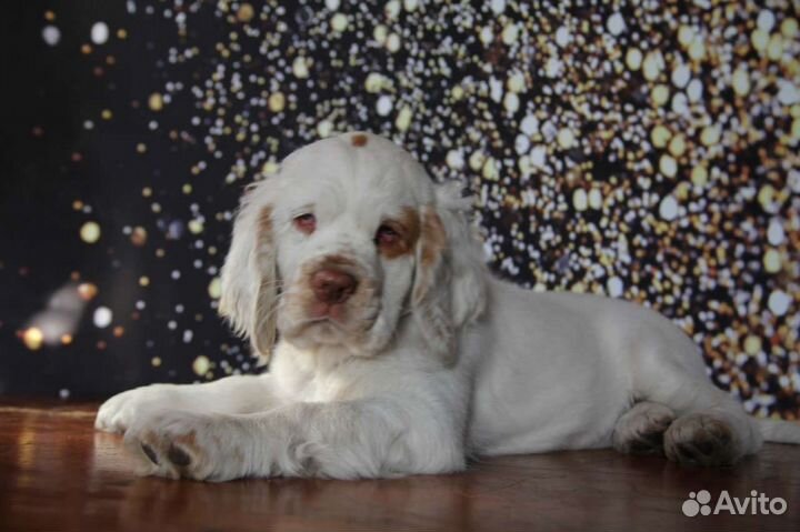 Кламбер Спаниель