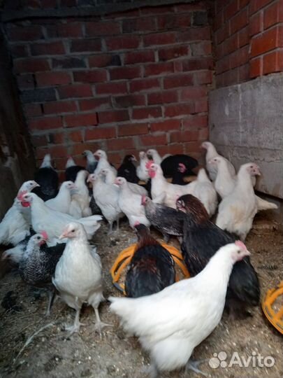 Петушки, курочки, породистые