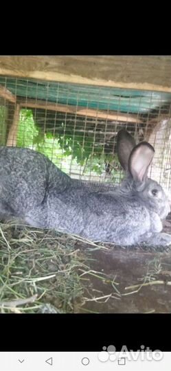 Калифорнийские кролики