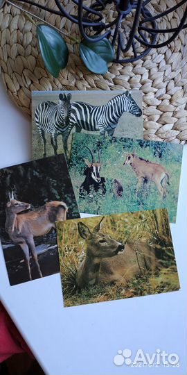«Открытки времён СССР с животными»