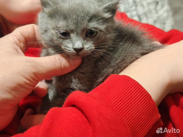 Кошка в дар