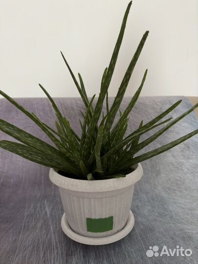 Алоэ вера (лечебный)