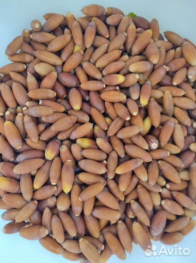 Желуди дуба