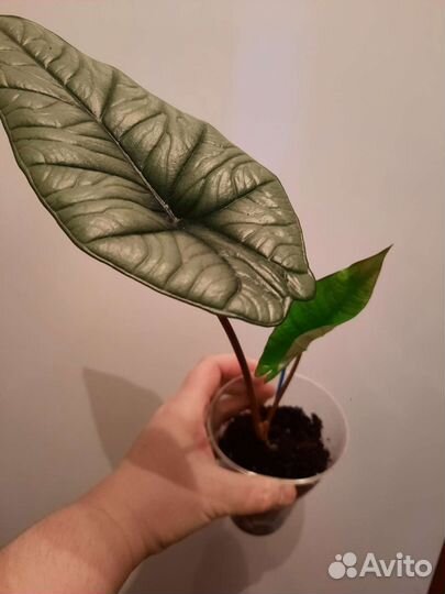 Алоказия мишольца,мело,платинум