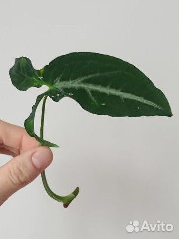 Сингониум, монстера