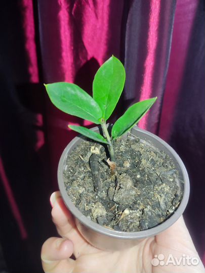 Замиокулькас