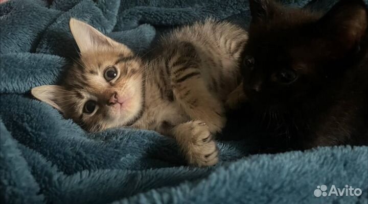 Котята в добрые руки бесплатно