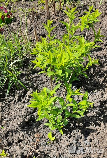 Декоративные кустарники. Пионы