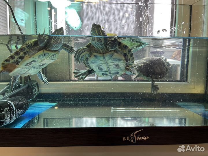 Террариум аквариум с красноухими черепахами