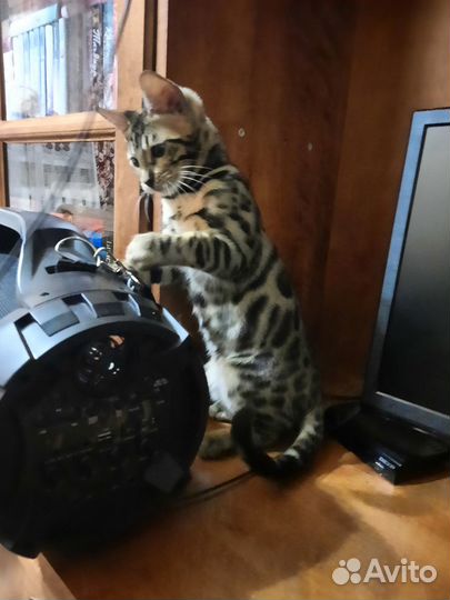 Бенгальский котик