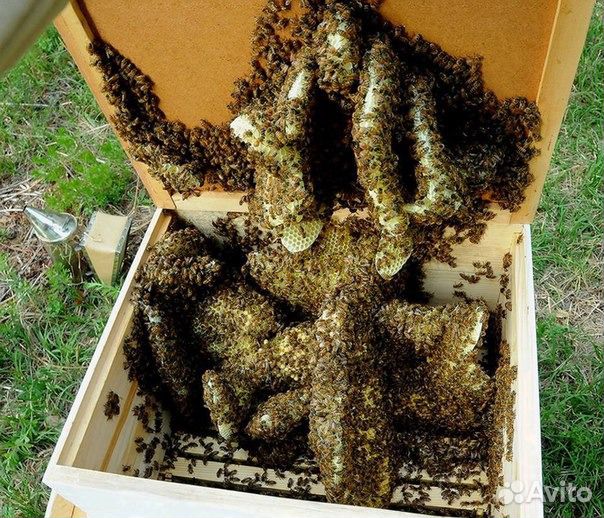 Мёд с личной пасеки 2023