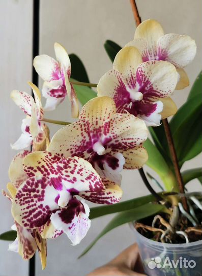 Орхидея фаленопсис восточный экспресс