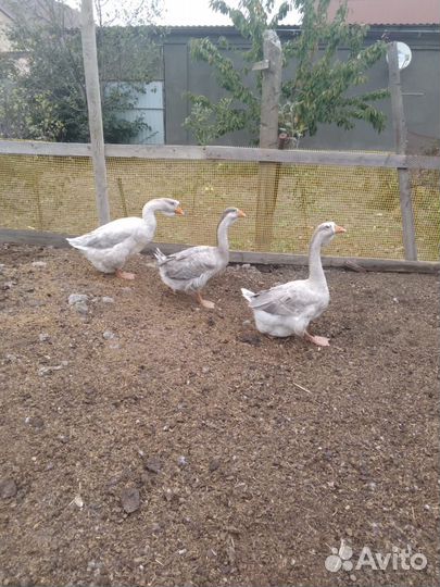 Холмогорские гуси