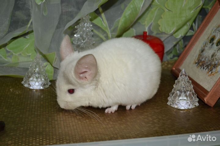 Шиншилла бело-розовый мальчик мозаика