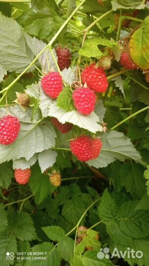 Саженцы малины