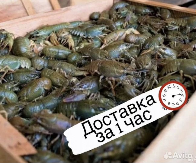 Живые раки Жуковский