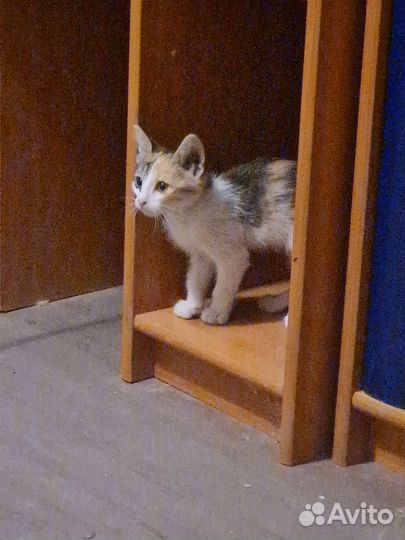 Отдам котенка