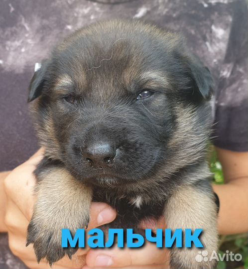 Восточно Европейская Овчарка в добрые руки