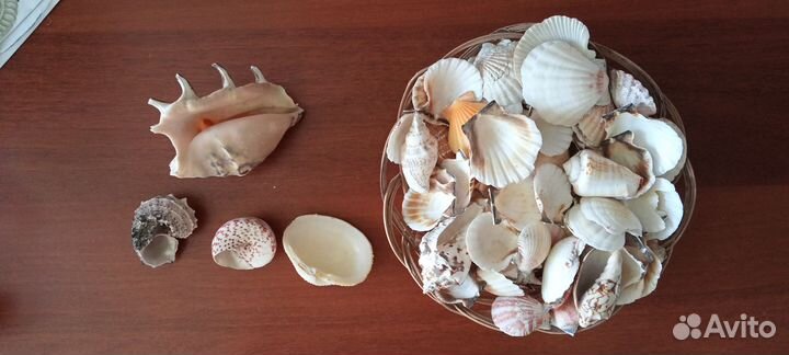 Морские ракушки раковины