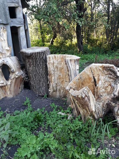 Пеньки сухие,для поделок