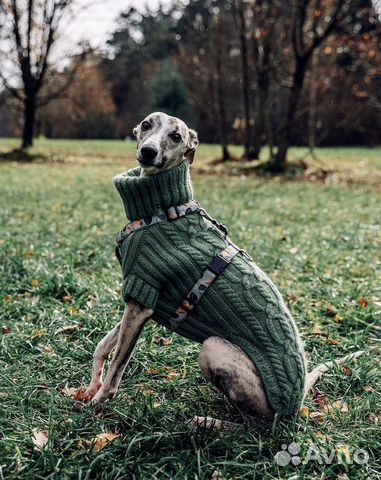 Вязаный свитер для собаки biglini