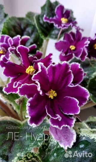 Сортовые фиалки (листочки )