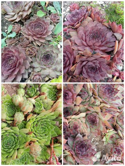 Молодило сортовые, садовые суккуленты