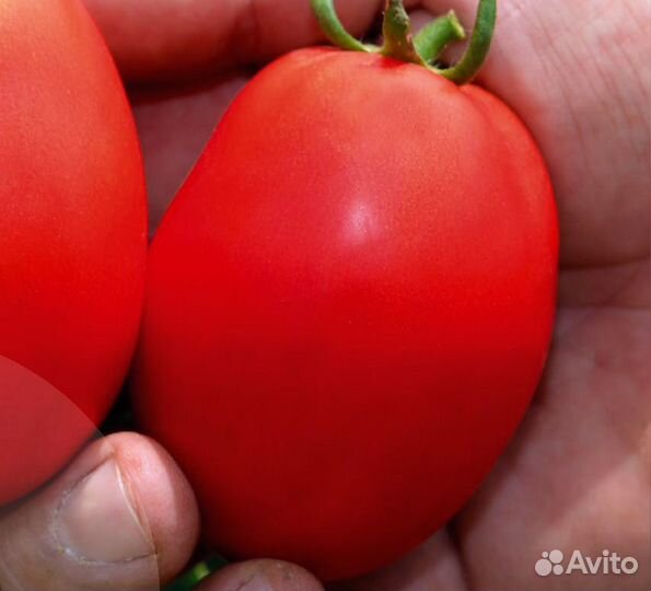 Эль Рей F1 1000шт Clause - Франция семена томата