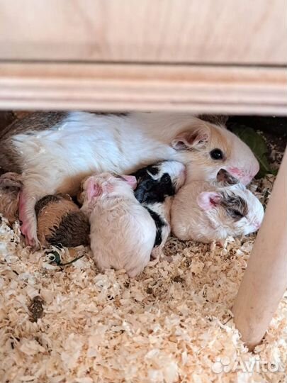 Морские свинки скинни,калифорния, ген скинни