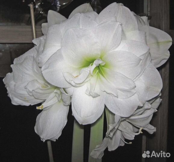 Гиппеаструм амариллис