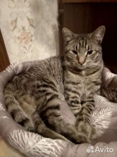 Лопоухий Борис