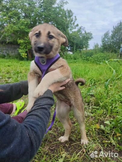 Ищут дом щенки(девочки)