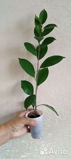 Фикус микрокарпа
