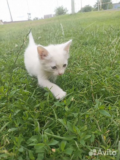 Кошки в добрые руки бесплатно