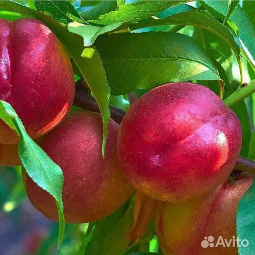 Персик карликоаый Рубис