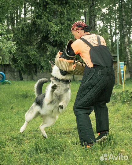 Кобель для вязки вео