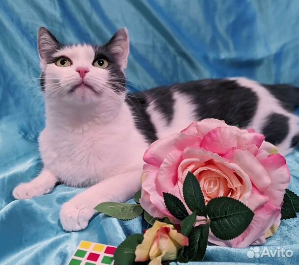 Кошечка Китти пропадает в одиночестве