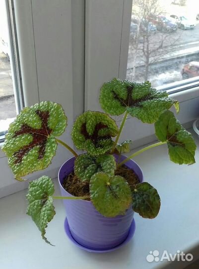 Декабрист белый. Бегония Мэсона