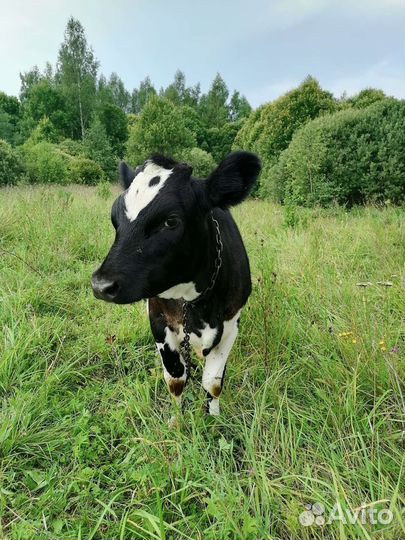 Коровы. тёлки