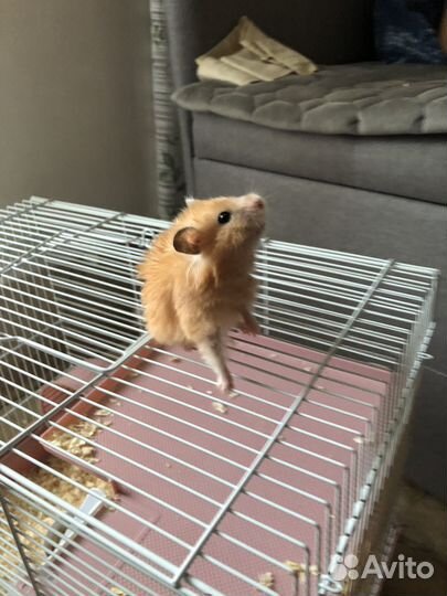 Хомяк с клеткой