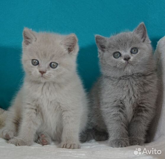 Лиловые и золотые британцы