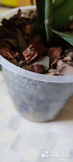 Дендробиум фаленопсис