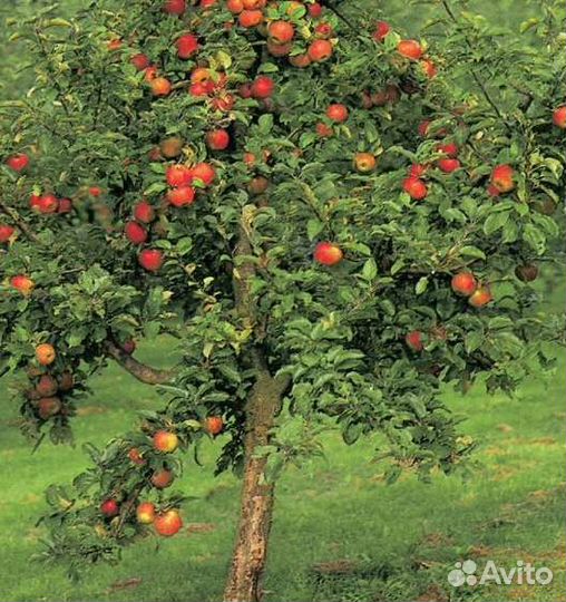 Саженцы яблони, груши, вишни, черешни, черевишни