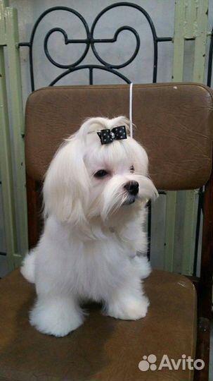 Женихи мини мальтезе