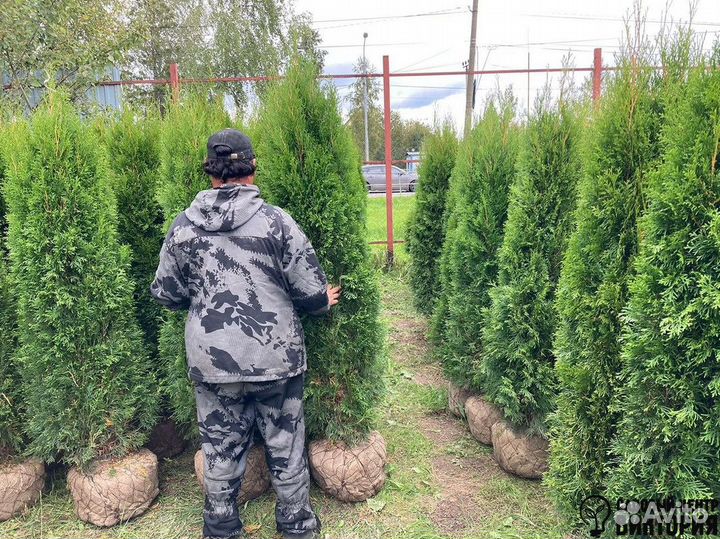 Туя Смарагд 180-200 см для ландшафтного дизайна